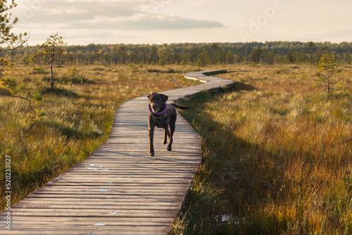 walk along the ecotrope in the forest or on the swamp and lake. autumn landscape in the suburbs. a Labrador retriever dog in nature along wooden paths in a nature reserve, national forest and park. a