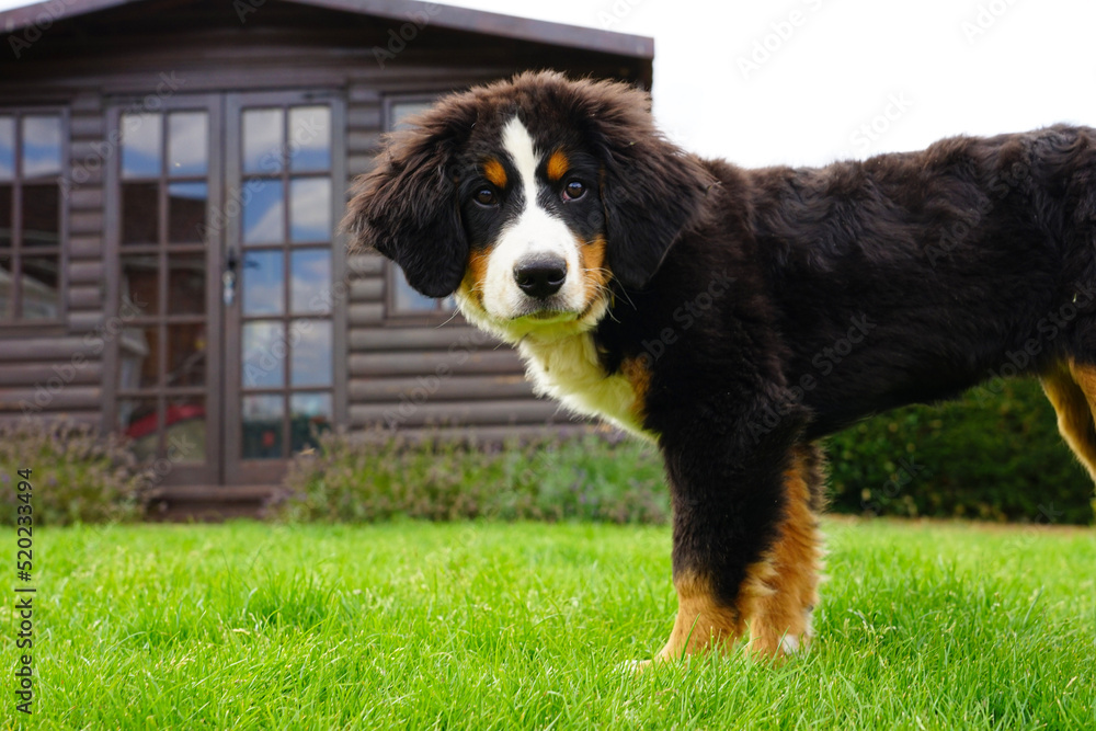 bernese mountain dog puppy in a garden