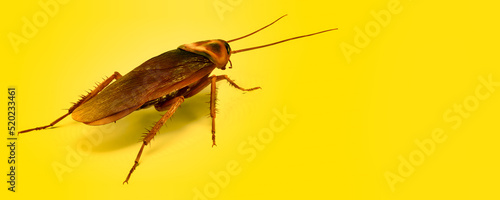 3d illustration of Cockroach on color background HD