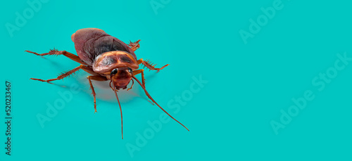 3d illustration of Cockroach on color background HD