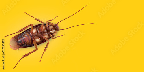 3d illustration of Cockroach on color background HD photo
