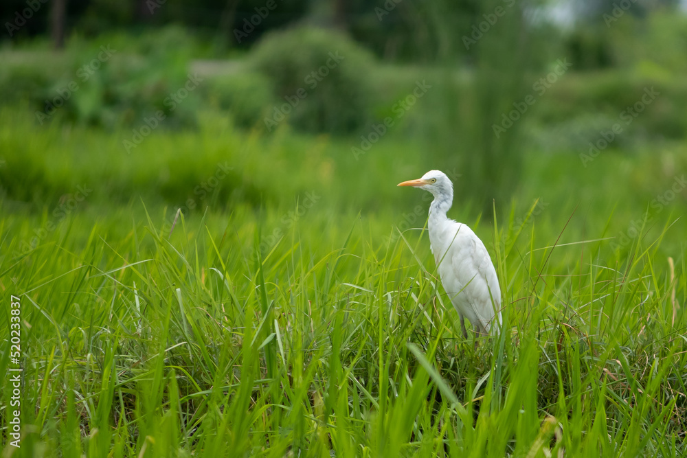 White crane in paddy field. White crane in paddy field.