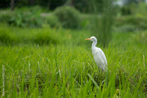 White crane in paddy field.