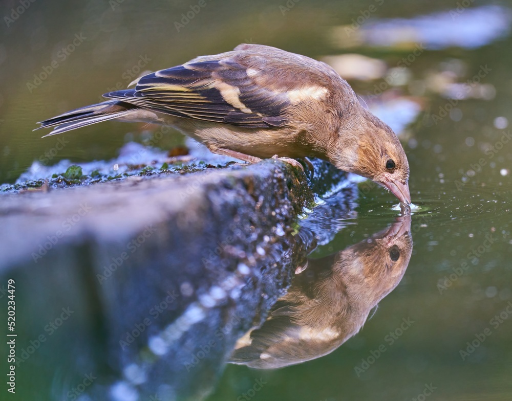 The finch bird drinks water from the lake