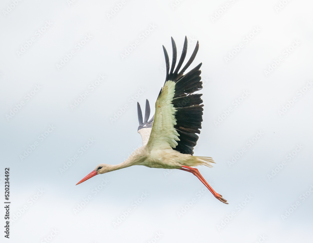 The stork bird flies through the sky