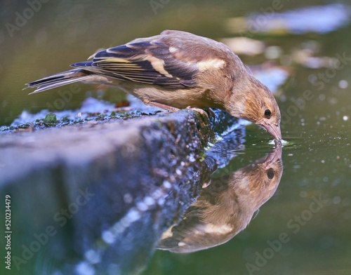 Obraz na płótnie The finch bird drinks water from the lake w salonie