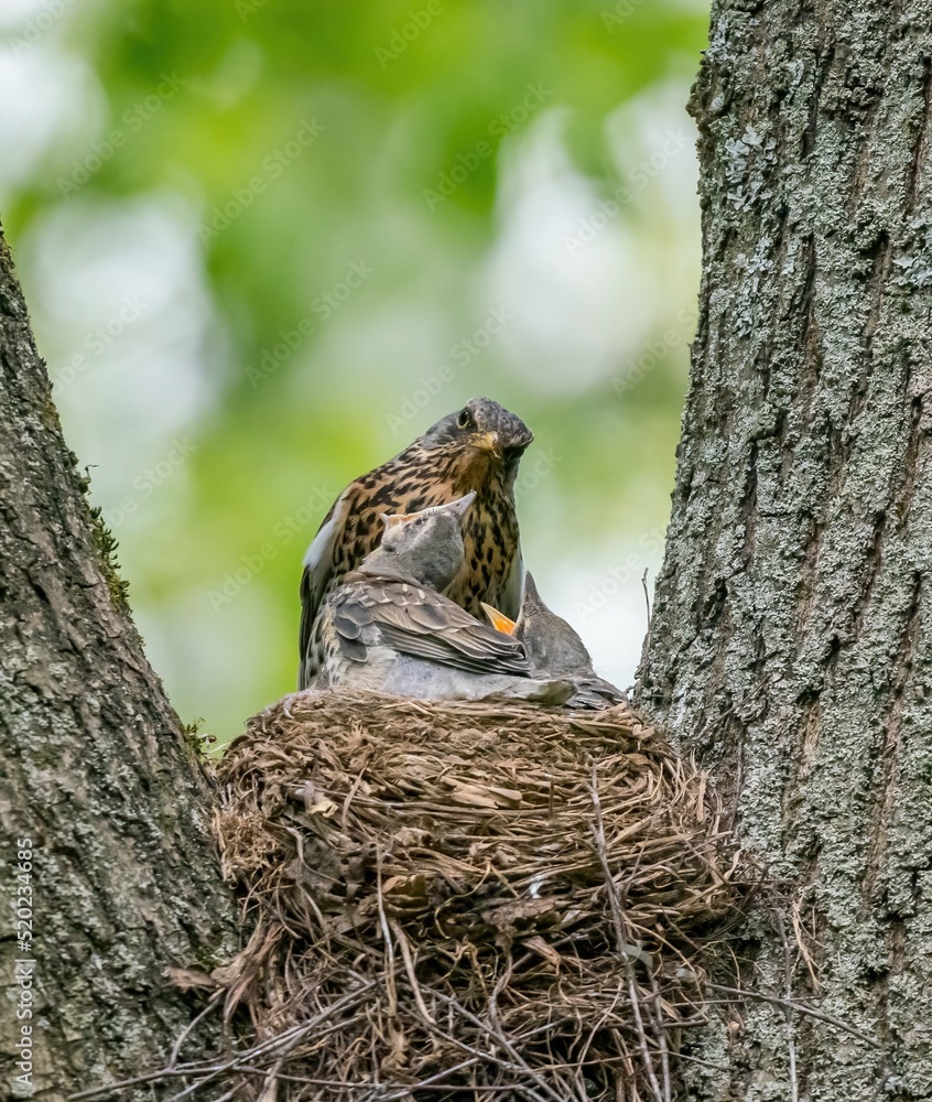 Thrush bird feeding its chicks Thrush bird feeding its chicks