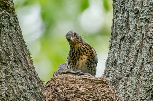 Thrush bird feeding its chicks