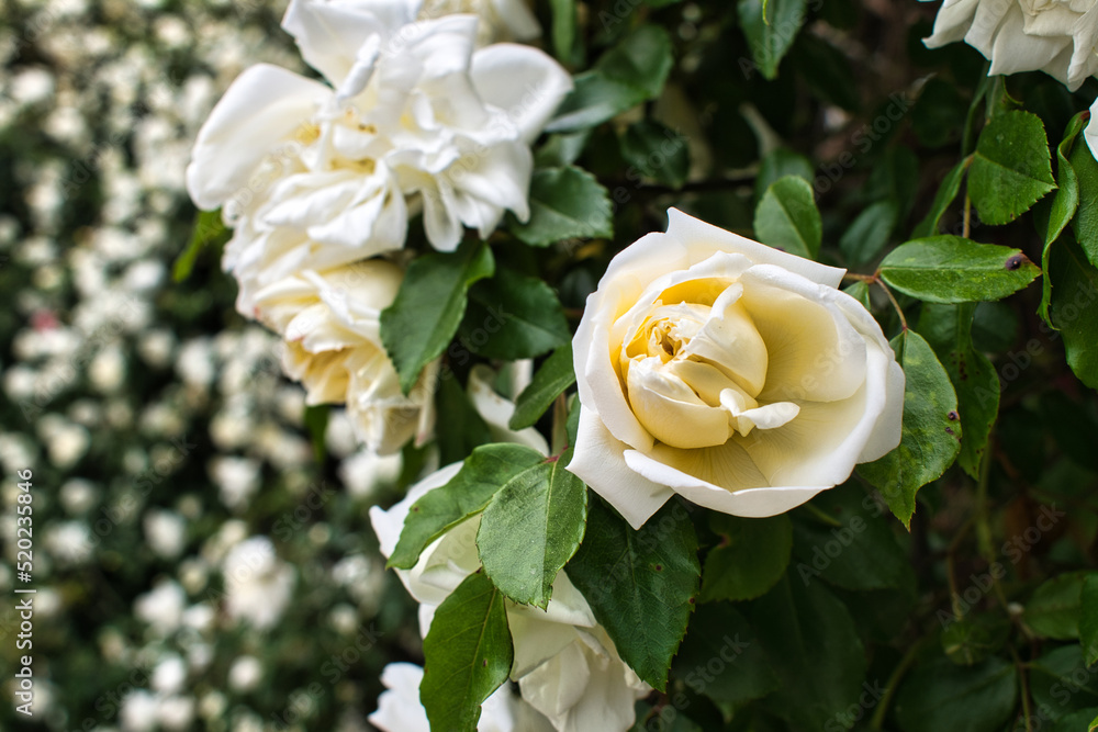 yellow rose in garden yellow rose in garden