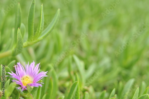 purple flower