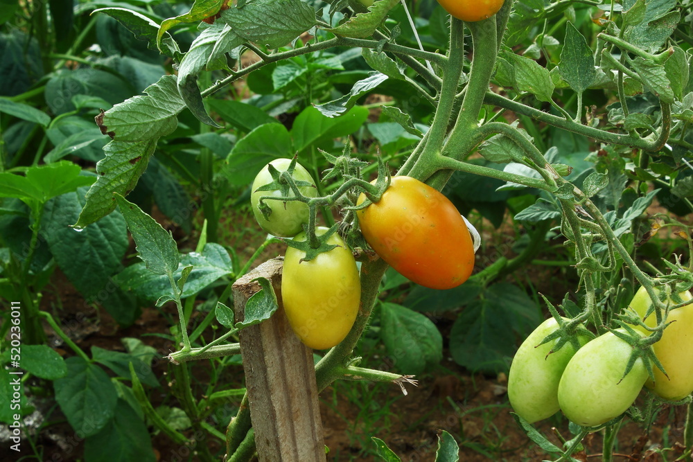 fresh organic young ripe and unripe tomato vegetable on tomato plant growing in garden or field
