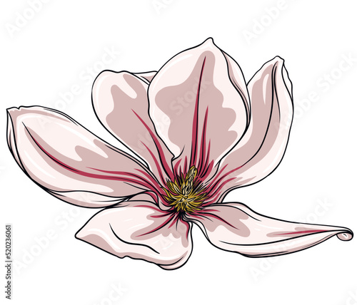 magnolia flower on white background, lotus flower on white background, vector illustration