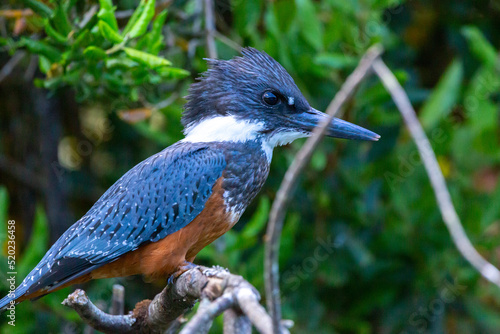 Ringed Kingfischer (Martin Pescador) Latin Name: Megaceryle torquata. Rio Maullin. Chile
