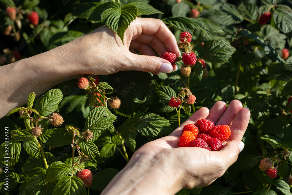 female hands picking raspberries from a bush (Corrected) female hands picking raspberries from a bush (Corrected)