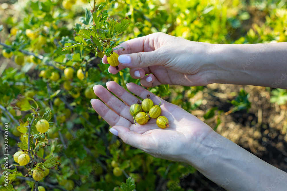 female hand plucks a gooseberry from a bush (Corrected) female hand plucks a gooseberry from a bush (Corrected)