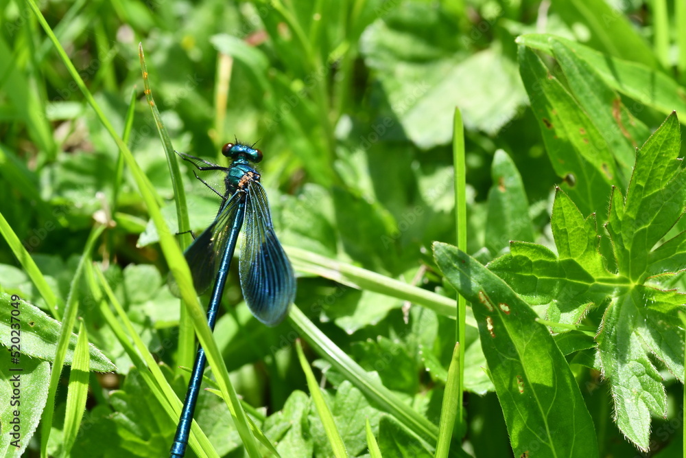 blue dragonfly on a grass, Kilkenny, Ireland blue dragonfly on a grass, Kilkenny, Ireland