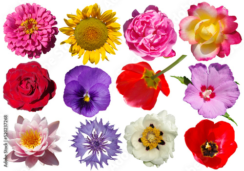 Collection of different flowers isolated on white background.