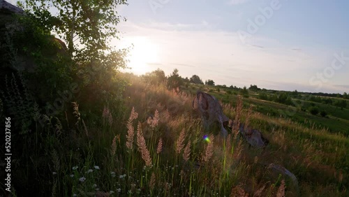 Dry long wild uncultivated grass in field at summer sunset light. Melinis minutiflora, the meadow molasses, is a wild perennial grass photo