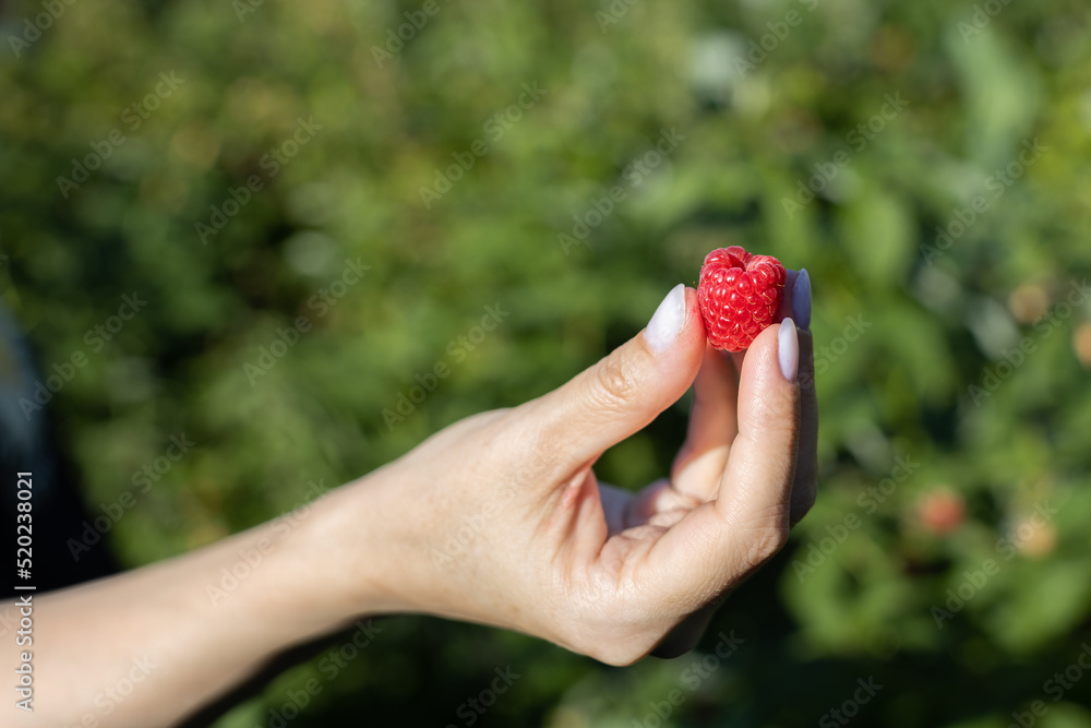 female hand holding a red raspberry close-up female hand holding a red raspberry close-up