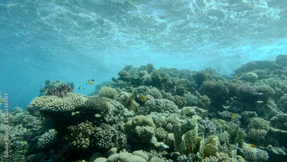 Fototapeta premium Storm waves above coral reef. Underwater shot. Red sea, Efypt
