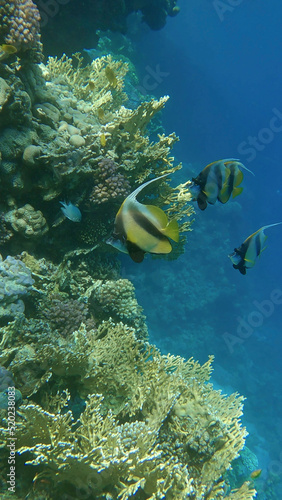 Red Sea Bannerfish (Heniochus intermedius) swims near coral reef. Red sea, Egypt