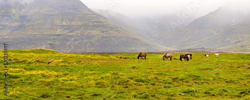 Canvastavla Fields and horses in front of mountains under cloudy day in Iceland