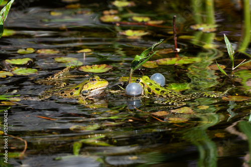 green frog - pelophylax lessonae - woo