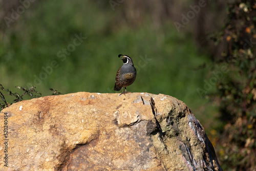 California Quail (Codorniz) Latin Name: Callipepla Californica  Santiago. Chile