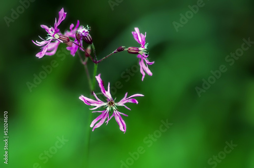pink flowers on a stem on a green blurred background © Людмила Гаврилюк