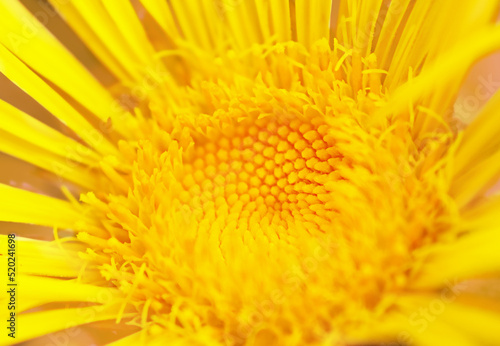 macro photo of a yellow wild flower  the middle and a few petals