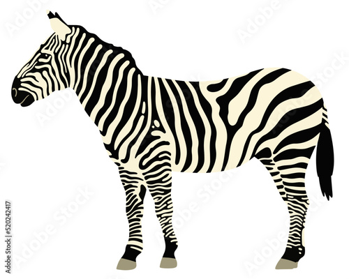 standing zebra vector illustration