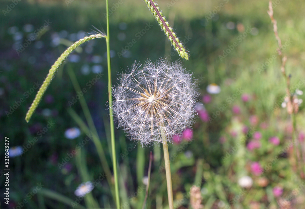 humble dandelion in the grass