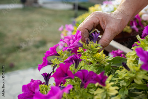 a grandmother with wrinkled, shriveled skin is picking flowers on her hand