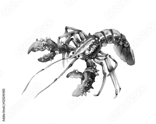A spiny lobster with claws. Delicious seafood. In black ink. Vector illustration on a white background. Traced watercolor. 