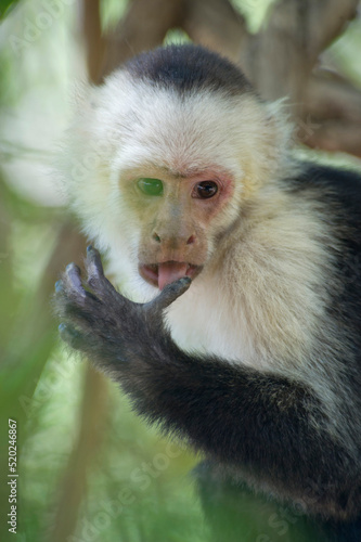 White-headed capuchin (Cebus capucinus) monkey in the jungle of Costa Rica