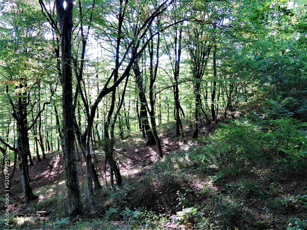 Tourism. Journey. Hiking in the mountains. Green forest. Big stones. Tourism. Journey. Hiking in the mountains. Green forest. Big stones.