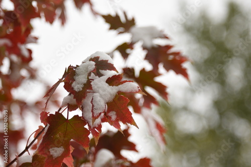 Red leaves with snow