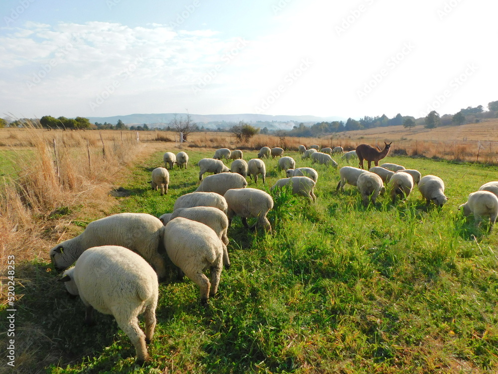 A herd of Hampshire Down Ewe sheep grazing in a beautiful bright green oats and radish pasture under a blue sky, surrounded by winter's golden grass fields. A herd of Hampshire Down Ewe sheep grazing in a beautiful bright green oats and radish pasture under a blue sky, surrounded by winter's golden grass fields.