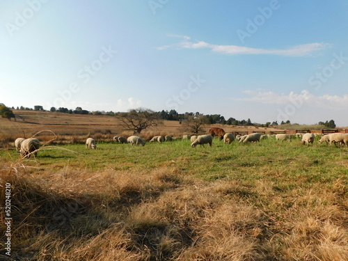 A herd of Hampshire Down Ewe sheep grazing in a beautiful bright green oats and radish pasture under a blue sky, surrounded by winter's golden grass fields.