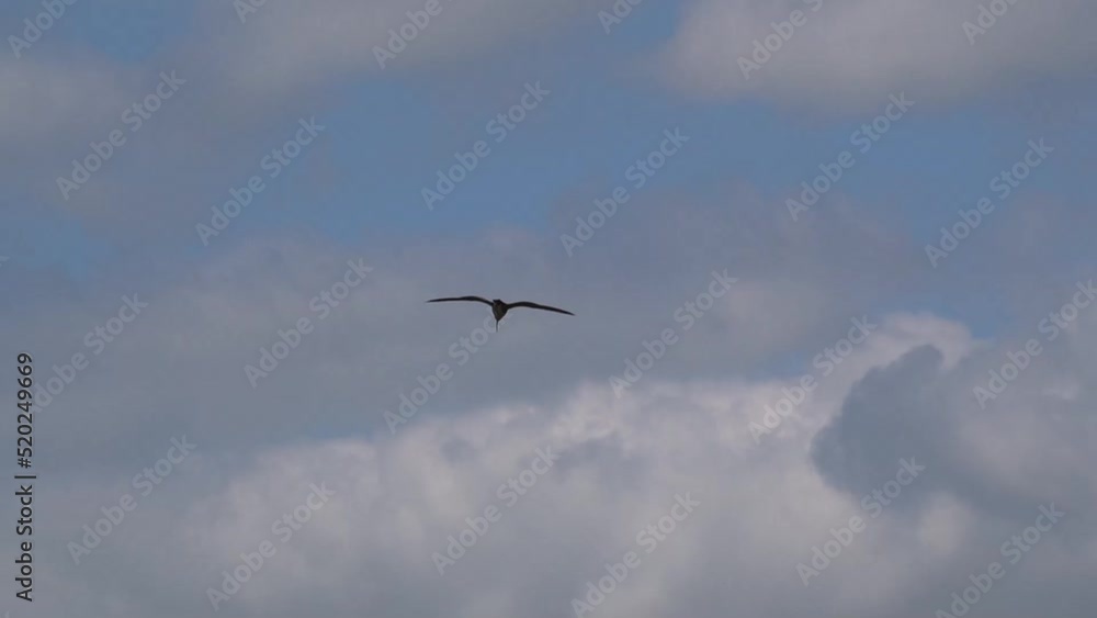a curlew (Numenius) in low level flight, strong breeze a curlew (Numenius) in low level flight, strong breeze