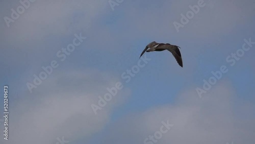 a curlew (Numenius) in low level flight, strong breeze photo