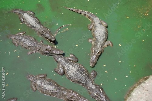 crocodiles in the water