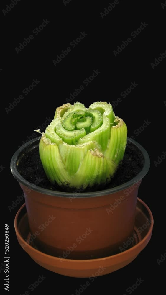 Time lapse of drying and growing Celery vegetable (Apium graveolens var