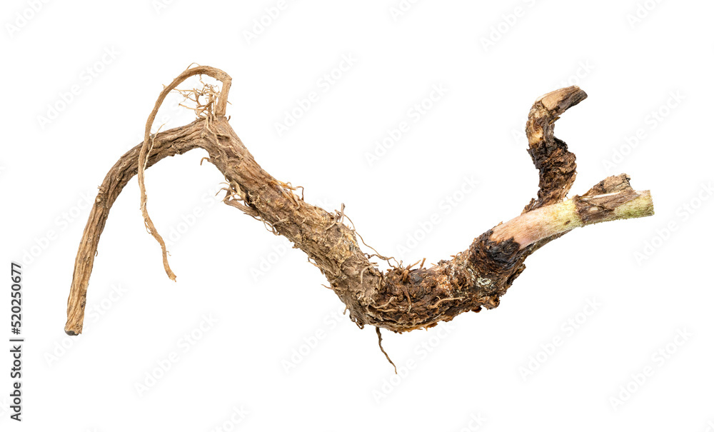 Naklejka premium whole root of common chicory plant isolated on white background