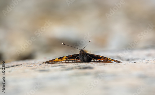 detailed close up of a Small Tortoiseshell butterfly (Aglais urticae)