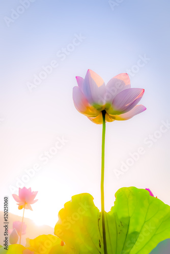 flower background