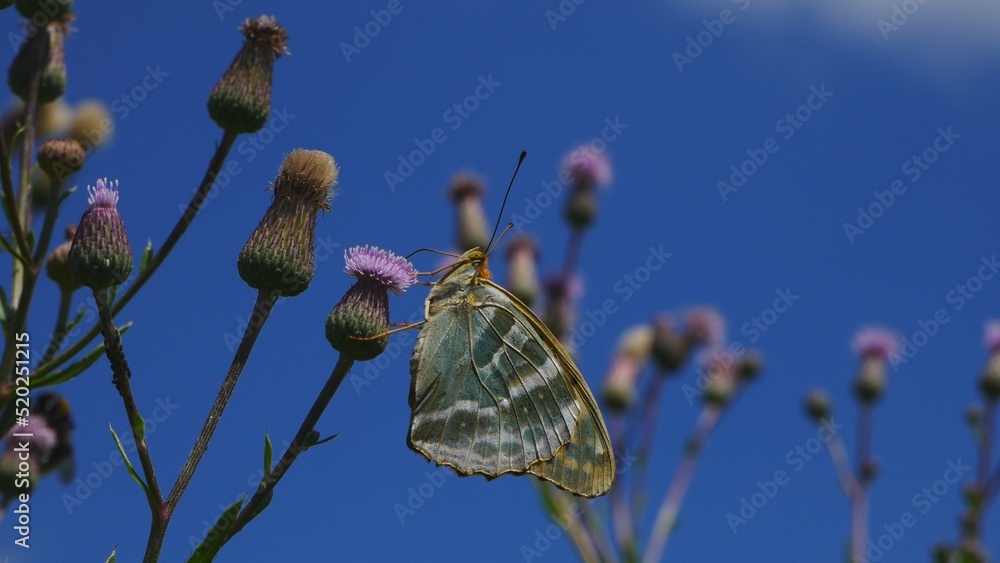 Fototapeta premium A butterfly eats nectar on a thistle flower against a blue sky