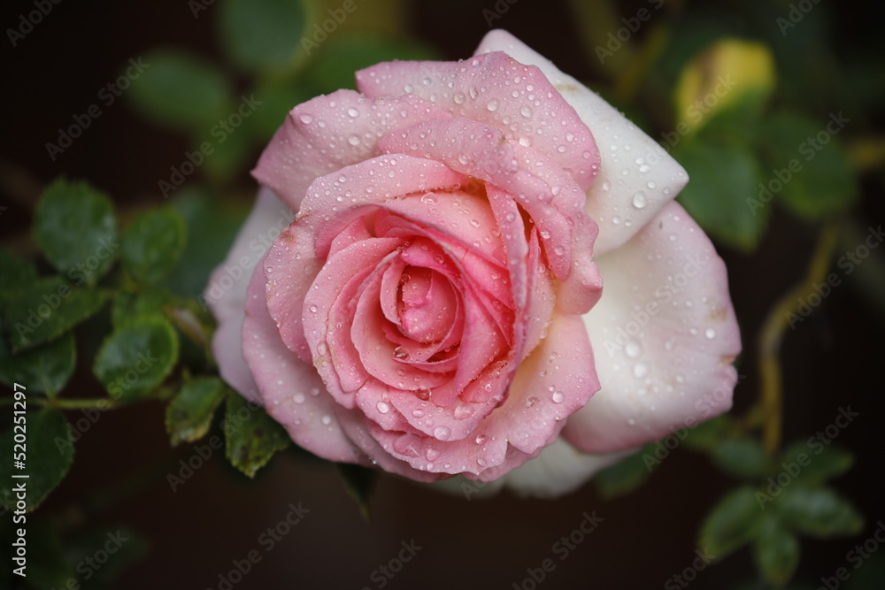 pink rose with water drops