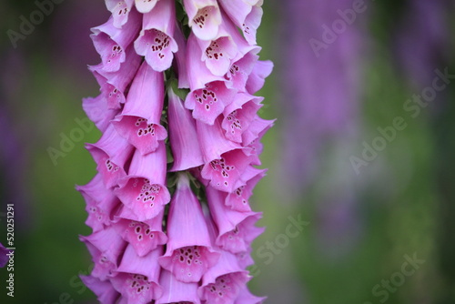 close up of Fox Glove