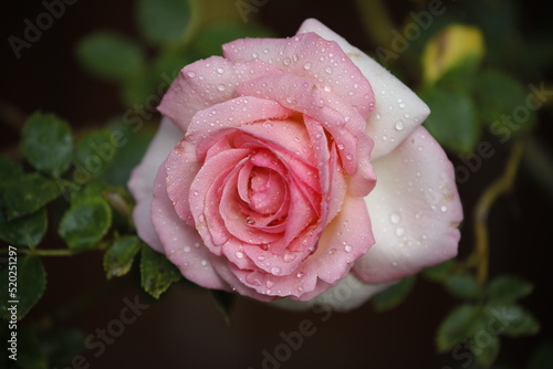 pink rose with water drops